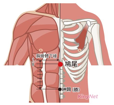 鳩尾穴位置|醫砭 » 經穴庫 » 鳩尾